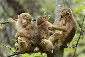Sichuan Prints: Tibetan macaques (Macaca thibetana) babies playing, Tangjiahe Nature Reserve, Sichuan