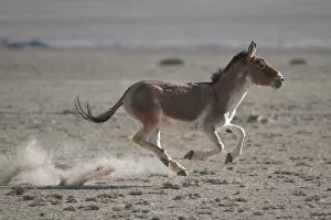 Images Dated 19th June 2010: Tibetan Wild Ass (Equus kiang) galloping in desert, Tso Kar lake, Ladakh, India