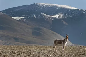 Asses Gallery: Tibetan Wild Ass (Equus kiang) with view of snow capped mountains behind, Tso Kar lake