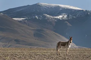 Tibetan Wild Ass (Equus kiang) with view of snow capped mountains behind, Tso Kar lake