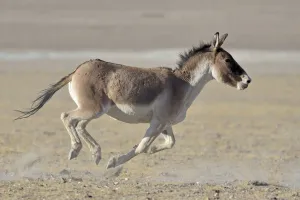 High Altitude Collection: Tibetan Wild Ass / Kiang, (Equus kiang) running, ChangThang, Tso Kar lake, at altitude of 4600m