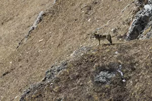 2019 June Highlights Gallery: Tibetan wolf (Canis lupus chanco) in mountain landscape, Serxu County, Garze Prefecture