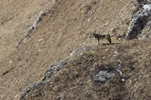 Sichuan Prints: Tibetan wolf (Canis lupus chanco) in mountain landscape, Serxu County, Garze Prefecture