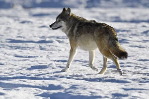 2018 March Highlights Gallery: Tibetan wolf (Canis lupus) in snow, Keke Xili, Changtang, Tibetan Plateau, Qinghai, China