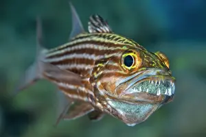 Tiger cardinalfish (Cheilodipterus macrodon) male, mouth brooding a clutch of eggs behind his sharp teeth, Gubal Island, Egypt, Strait Of Gubal, Red Sea