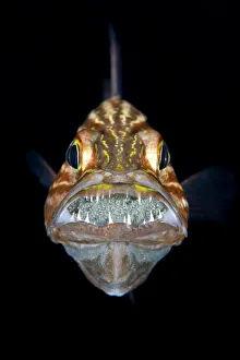 Alex Mustard 2021 Update Prints: Tiger cardinalfish (Cheilodipterus macrodon) male mouth brooding a clutch of eggs behind