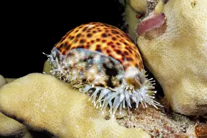 Speckled Prints: Tiger cowry (Cypraea tigris) portrait, Saipan, Northern Mariana Islands, Pacific Ocean