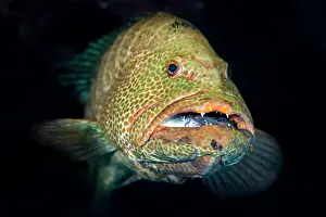 Serranidae Prints: Tiger grouper (Mycteroperca tigris) with a Surgeonfish (Acanthurus sp)