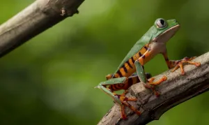Tiger leg monkey frog / Tiger striped monkey frog (Phyllomedusa tomopterna) portrait