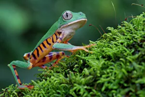 Tiger leg monkey frog / Tiger-striped monkey frog (Phyllomedusa tomopterna) portrait