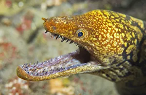 Anguilliformes Gallery: Tiger moray (Enchelycore anatina) portrait, Tenerife, Canary Islands