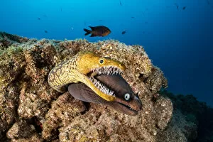 Atlantic Ocean Gallery: Tiger moray / Fangtooth Moray (Enchelycore anatina) and Black moray eel (Muraena augusti)