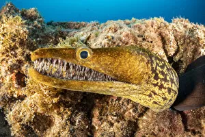 Images Dated 16th March 2020: Tiger moray / Fangtooth Moray (Enchelycore anatina), South Tenerife, Canary Islands