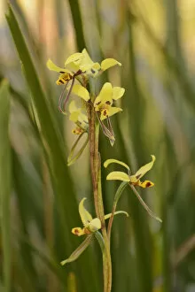 Tiger orchid (Diuris sulphurea). Tasmania, Australia. November