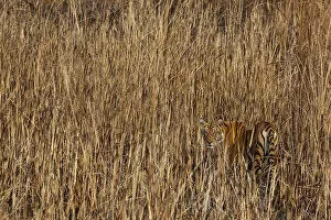 Tiger (Panthera tigris) camouflaged amongst tall grass, looking back at photographer