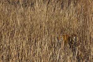 Abstract Collection: Tiger (Panthera tigris) camouflaged amongst tall grass, looking back at photographer