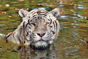 Tiger (Panthera tigris) close-up of leucistic / white animal bathing in pool