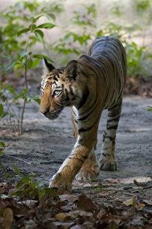 Images Dated 15th April 2010: Tiger (Panthera tigris) cub walking. Bandhavgarh National Park, India. Crop of 1487925