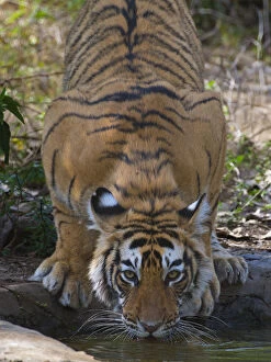 Tiger (Panthera tigris), drinking from artificial waterhole, Ranthambhore National Park
