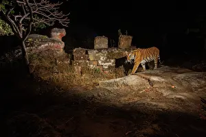 Statue Prints: Tiger (Panthera tigris) female
