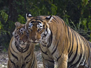 Images Dated 12th March 2013: Tiger (Panthera tigris), female and cub, Ranthambhore National Park, Rajasthan, India