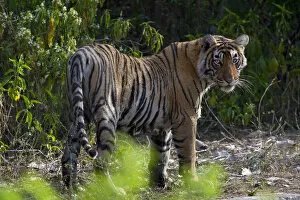 Tiger (Panthera tigris), in forest, wet after coming out of water, Ranthambhore National Park
