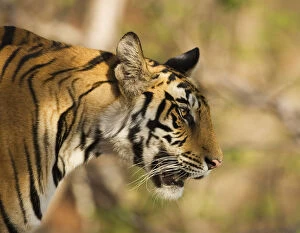 Tigers Gallery: Tiger {Panthera tigris} head profile, Bandhavgarh NP, India