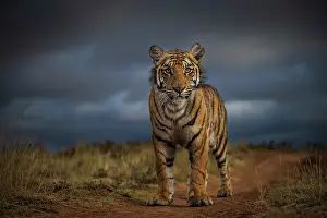 Panthera Prints: Tiger (Panthera tigris) juvenile