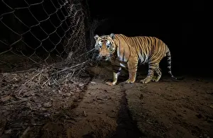 Using Senses Prints: Tiger (Panthera tigris) male