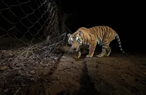 Using Senses Prints: Tiger (Panthera tigris) male
