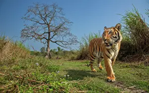 Mallow Prints: Tiger (Panthera tigris) male, walking along grassy trail with Silk cotton tree (Bombax ceiba) in background