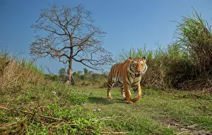 Mallow Prints: Tiger (Panthera tigris) male, walking along grassy trail with Silk cotton tree (Bombax ceiba) in background