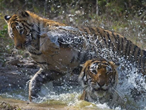 Tiger (Panthera tigris) mother and large cub playing in water, Ranthambhore National Park