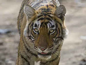 Images Dated 12th March 2013: Tiger (Panthera tigris), portrait, Ranthambhore National Park, Rajasthan, India
