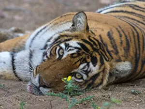 Images Dated 12th March 2013: Tiger (Panthera tigris), portrait, with flower and flies, Ranthambhore National Park