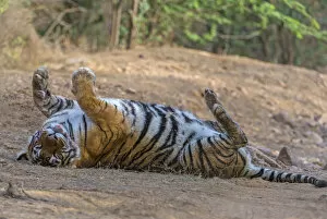 Images Dated 12th March 2013: Tiger (Panthera tigris), rolling on back and relaxing after feeding, Ranthambhore National Park