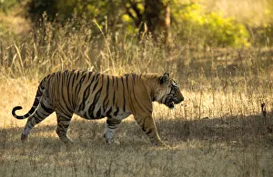 Tiger (Panthera tigris tigris), male portrait, Bandhavgarh, India, February 2013