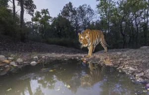 Tiger (Panthera tigris tigris) dominant male tiger approaching Beja pani waterhole