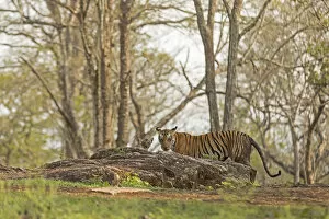 Tiger (Panthera tigris tigris) female with cub, Kabini, Nagarahole National Park