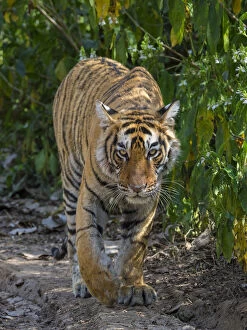 Images Dated 12th March 2013: Tiger (Panthera tigris), walking in forest, Ranthambhore National Park, Rajasthan, India