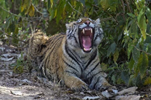 Axel Gomille Collection: Tiger (Panthera tigris), yawning, Ranthambhore National Park, Rajasthan, India