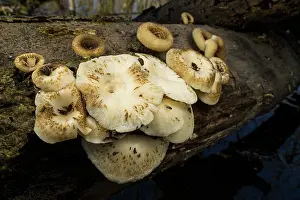 Lazio Prints: Tiger sawgill fungus (Lentinus tigrinus) growing on branch