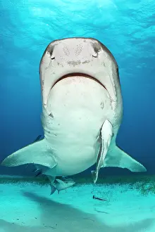 Shark Prints: Tiger shark (Echeneis naucrates) with two Sharksuckers (Echeneis naucrates) swimming over seabed