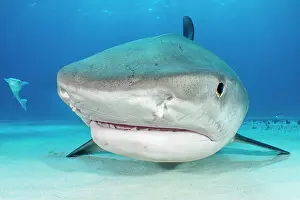 Shark Prints: Tiger shark (Galeocerdo cuvier) female