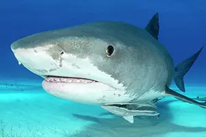 Shark Prints: Tiger shark (Galeocerdo cuvier) female
