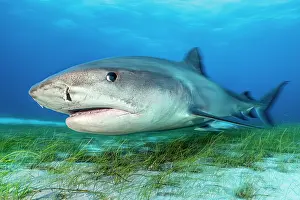 Lilianae Prints: Tiger shark (Galeocerdo cuvier) female
