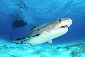 Shark Prints: Tiger shark (Galeocerdo cuvier) female