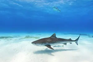 Shark Prints: Tiger shark (Galeocerdo cuvier) female