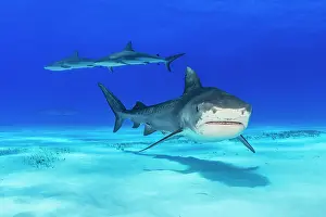 Carcharhinus Prints: Tiger shark (Galeocerdo cuvier) female