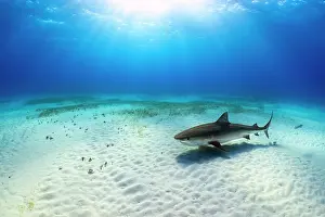 Lilianae Prints: Tiger shark (Galeocerdo cuvier) female